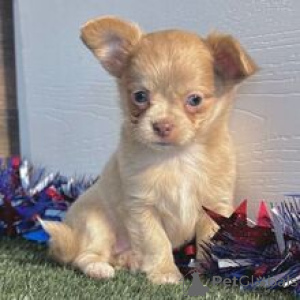 Photo №1. chihuahua - for sale in the city of Berlin | 413$ | Announcement № 169017