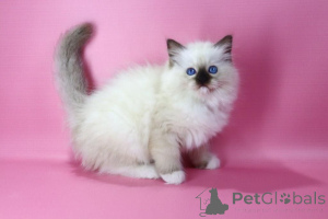 Photo №2 to announcement № 139633 for the sale of ragdoll - buy in Luxembourg breeder