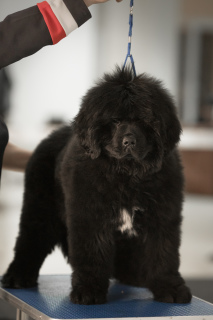 Photo №1. newfoundland dog - for sale in the city of Orenburg | 679$ | Announcement № 6405