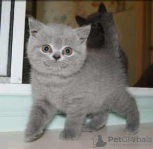Photo №1. british shorthair - for sale in the city of Tbilisi | 264$ | Announcement № 98358