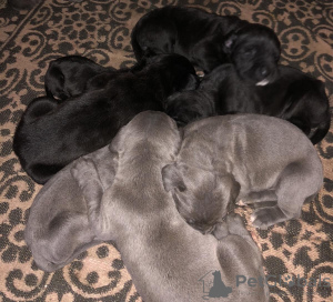 Photo №1. cane corso - for sale in the city of Vienna | 1057$ | Announcement № 67576