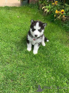 Photo №1. siberian husky - for sale in the city of St. Julian's | negotiated | Announcement № 173478