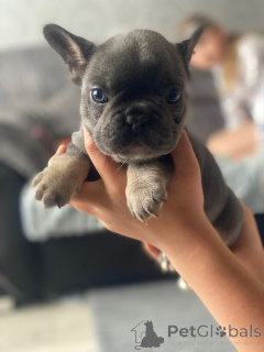 Photo №3. French Bull dog puppies. Belgium