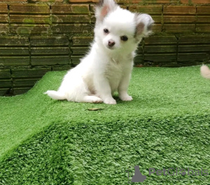 Photo №4. I will sell chihuahua in the city of Senta. breeder - price - 376$