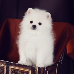 Photo №4. I will sell german spitz in the city of Lipetsk. breeder - price - Negotiated