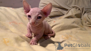 Photo №1. sphynx cat - for sale in the city of Houston | negotiated | Announcement № 67537
