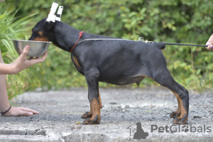 Additional photos: Doberman puppies from a lovely couple