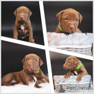 Photo №2 to announcement № 103501 for the sale of american pit bull terrier - buy in Russian Federation private announcement