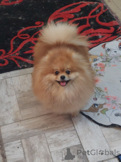 Photo №4. I will sell pomeranian in the city of Belgrade. breeder - price - negotiated