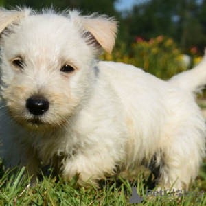Photo №3. Scottish Terrier Puppies. Poland