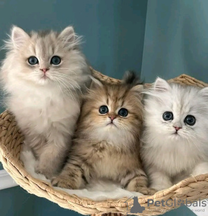 Photo №1. persian cat - for sale in the city of Харлем | 402$ | Announcement № 13827