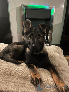 Photo №1. german shepherd - for sale in the city of Arizona | 500$ | Announcement № 159458