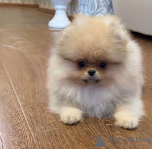 Photo №1. pomeranian - for sale in the city of Москва | negotiated | Announcement № 72147