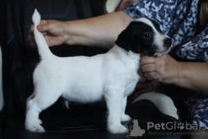 Photo №1. jack russell terrier - for sale in the city of St. Petersburg | negotiated | Announcement № 26902