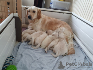 Photo №1. golden retriever - for sale in the city of Magdeburg | 423$ | Announcement № 99656