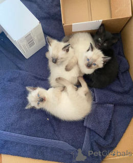 Photo №1. birman - for sale in the city of Rüdersdorf | 329$ | Announcement № 147331