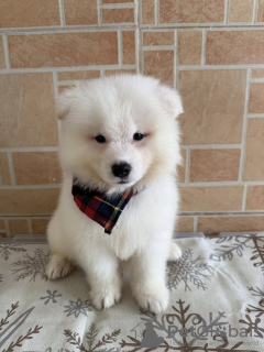 Photo №3. Samoyed puppies for adoption. Australia