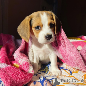 Photo №2 to announcement № 164608 for the sale of  - buy in Canada 