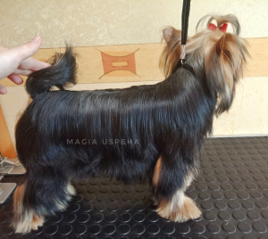 Photo №4. I will sell yorkshire terrier in the city of Donetsk. from nursery - price - negotiated