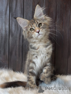 Photo №1. maine coon - for sale in the city of Alabama | 1$ | Announcement № 161210