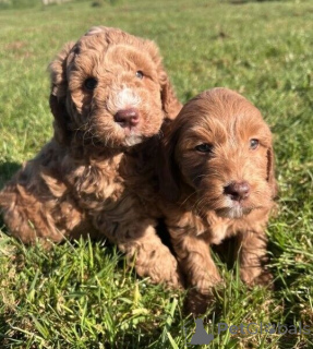 Photo №1. golden retriever - for sale in the city of Algermissen | 361$ | Announcement № 171431