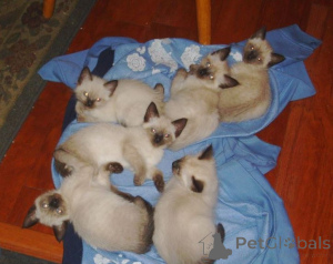 Photo №1. siamese cat - for sale in the city of London | 518$ | Announcement № 140125