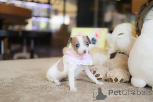 Photo №4. I will sell chihuahua in the city of Arizona. breeder - price - negotiated