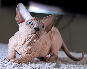 Photo №4. I will sell sphynx-katze in the city of Kharkov. from nursery, breeder - price - 2500$