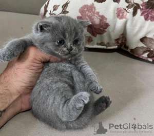 Photo №1. scottish fold - for sale in the city of New York | 220$ | Announcement № 64459
