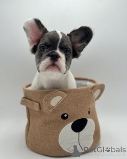 Photo №2 to announcement № 150642 for the sale of french bulldog - buy in Germany from the shelter, breeder