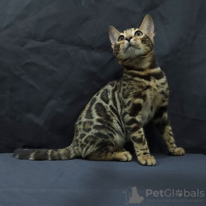 Photo №1. bengal cat - for sale in the city of Vilnius | negotiated | Announcement № 133994