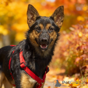 Photo №1. non-pedigree dogs - for sale in the city of Moscow river | Is free | Announcement № 156933