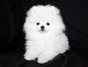 Photo №2 to announcement № 5136 for the sale of pomeranian - buy in Ukraine from nursery