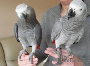 Photo №2 to announcement № 157975 for the sale of  - buy in Denmark 