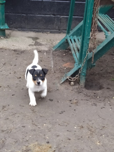 Additional photos: Jack Russell Terrier