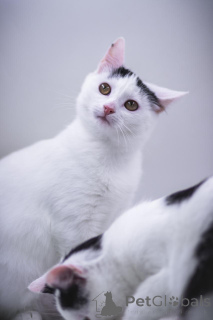 Photo №2 to announcement № 155316 for the sale of  - buy in Russian Federation private announcement