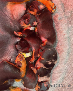 Photo №4. I will sell dachshund in the city of Christchurch. breeder - price - 1500$