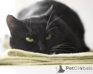 Photo №1.  - for sale in the city of Minsk | Is free | Announcement № 162272