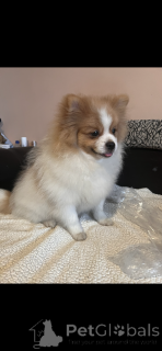 Photo №1. german spitz, pomeranian - for sale in the city of Paris | 1497$ | Announcement № 164537