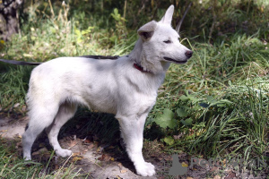 Photo №3. White dog Gerda is looking for a loving family.. Russian Federation