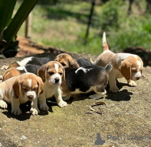 Photo №2 to announcement № 132137 for the sale of beagle - buy in Hungary private announcement