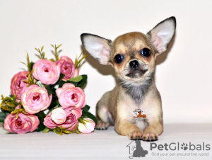 Photo №1. chihuahua - for sale in the city of Москва | 621$ | Announcement № 32607