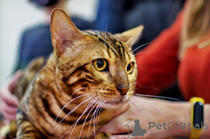 Photo №1. Mating service - breed: bengal cat. Price - negotiated