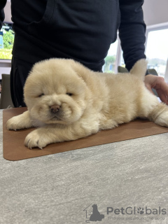 Photo №3. Schöne, kräftige, bei KC registrierte Welpen. Germany