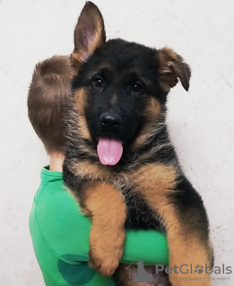 Photo №2 to announcement № 14284 for the sale of german shepherd - buy in Ukraine private announcement, from nursery, breeder