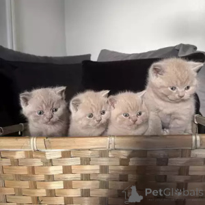 Photo №1. british shorthair - for sale in the city of QuickBorn | 392$ | Announcement № 167254