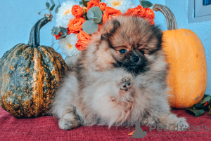 Photo №1. pomeranian - for sale in the city of Батуми | 800$ | Announcement № 27529