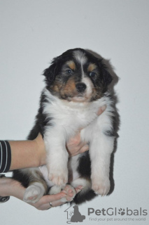 Photo №3. Australian shepherd puppy. Sweden