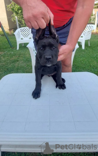 Additional photos: Cane Corso puppies for sale