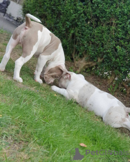 Photo №3. English bulldog puppies. Greece